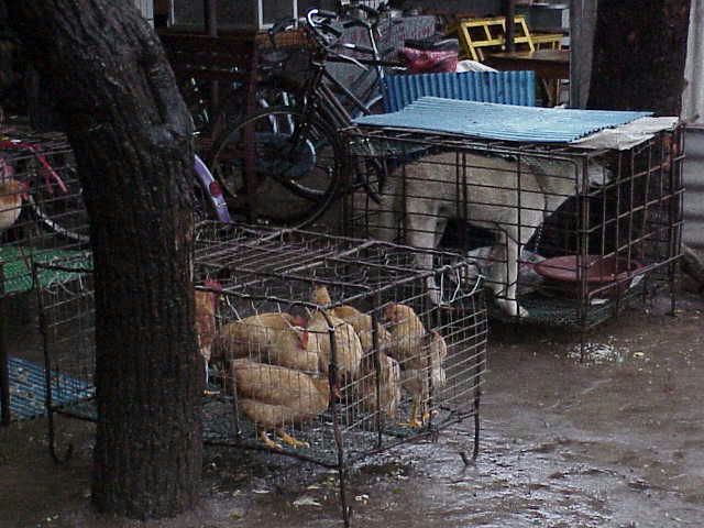    Dog & chickens in cages   Market  Guilin